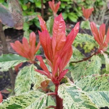 Photinia serratifolia 'Pink Crispy' - Glanzmispel
