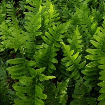 Polypodium vulgare - Tüpfelfarn 