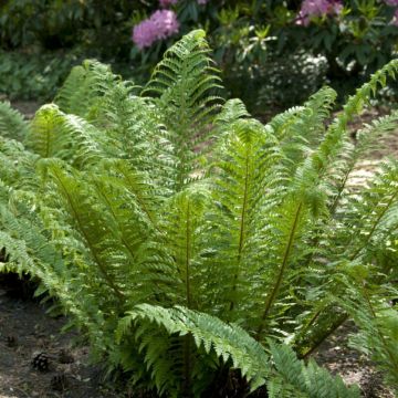 Polystichum aculeatum - Schildfarn