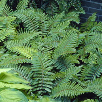 Polystichum polyblepharum - Schildfarn