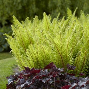 Polystichum setiferum 'Dahlem' - Weicher Wurmfarn