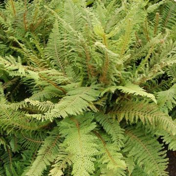 Polystichum setiferum 'Herrenhausen' - Schildfarn