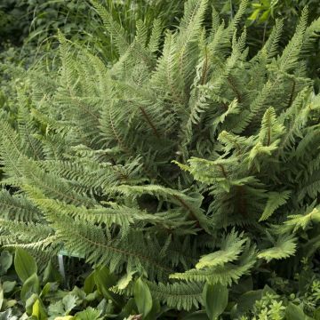 Polystichum setiferum 'Proliferum' - Schmaler Filigranfarn