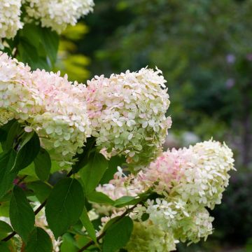 Hydrangea paniculata 'Limelight' - Hortensie