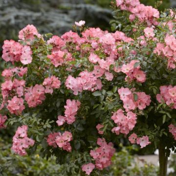 Rosa 'Pink Blanket'