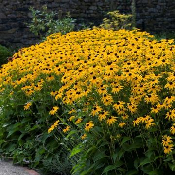 Rudbeckia fulgida 'Goldsturm' - Sonnenhut 