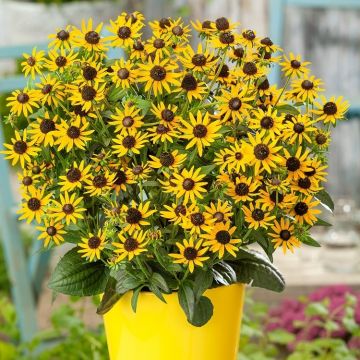 Rudbeckia fulgida 'Little Goldstar' - Sonnenhut 