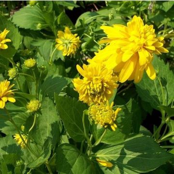 Rudbeckia laciniata 'Goldquelle' - Sonnenhut 