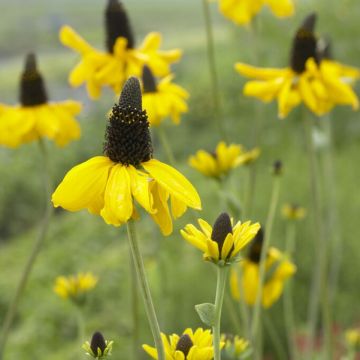 Rudbeckia maxima - Sonnenhut 