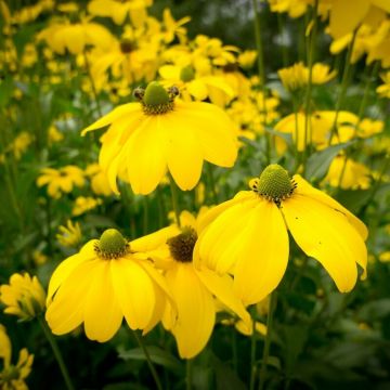 Rudbeckia nitida 'Herbstsonne' - Sonnenhut 