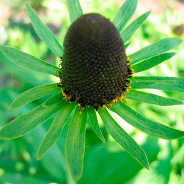 Rudbeckia occidentalis 'Green Wizard' - Sonnenhut 