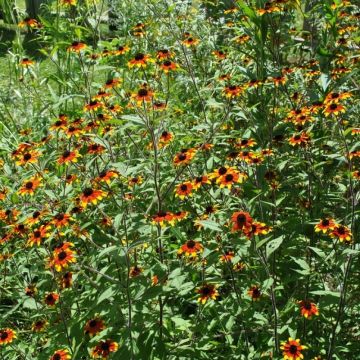 Rudbeckia triloba - Sonnenhut