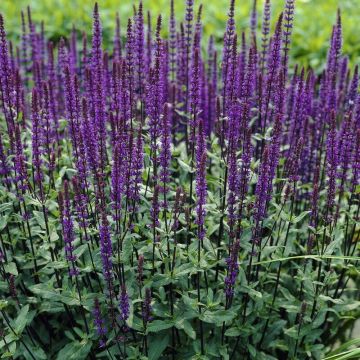 Salvia nemorosa 'Caradonna' - Salbei