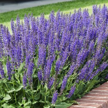 Salvia nemorosa 'Mainacht' - Salbei