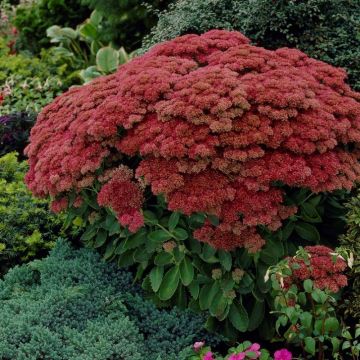 Sedum 'Herbstfreude' - Hohe Fetthenne