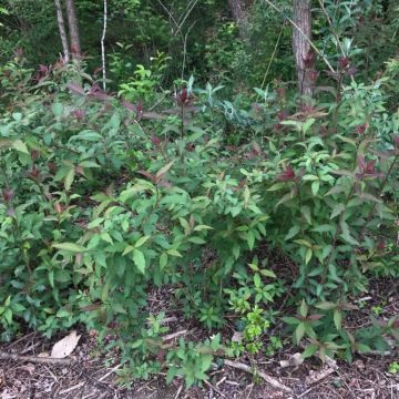 Spiraea japonica 'Dart's Red'