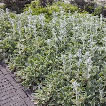 Stachys byzantina - Wollziest