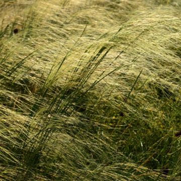 Stipa capillata - Federgras