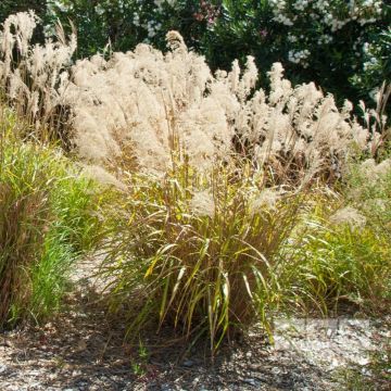 Stipa gigantea - Federgras