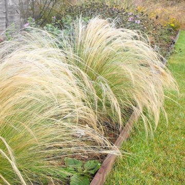 Stipa tenuissima - Federgras