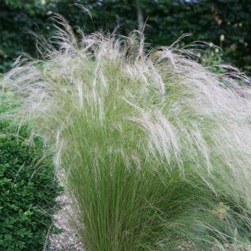 Stipa tenuissima 'Ponytails' - Federgras