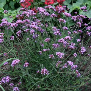 Verbena bonariensis 'Lollipop' - Eisenkraut