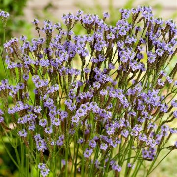 Verbena macdougalii 'Lavender Spires' - Eisenkraut