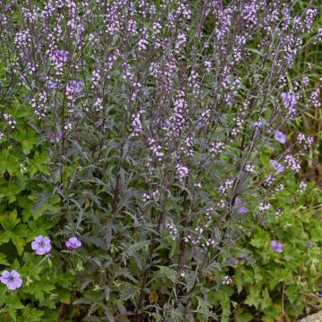 Verbena officinalis 'Bampton' - Eisenkraut