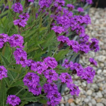 Verbena rigida - Eisenkraut