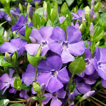 Vinca minor - Kleines Immergrün