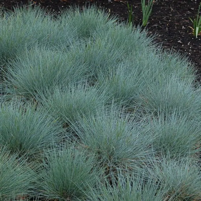 Festuca glauca - Blauschwingel