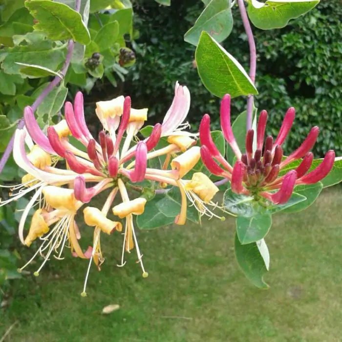 Geiblatt rot gelb | Lonicera periclymenum 'Belgica' kaufen? | Grnes  Paradies