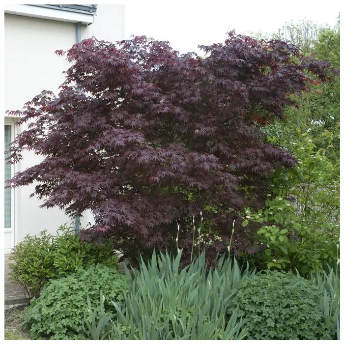wann feigenbaum düngen Der Feigenbaum Guide von Kauf bis Pflege (PDF) main image 1