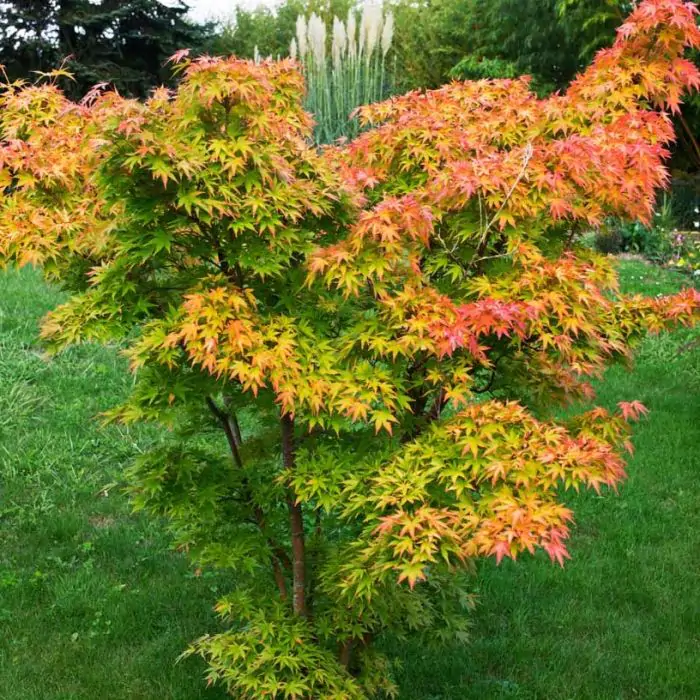 welchen dnger fr gummibaum Gummibaum-Dnger  Silberkraft