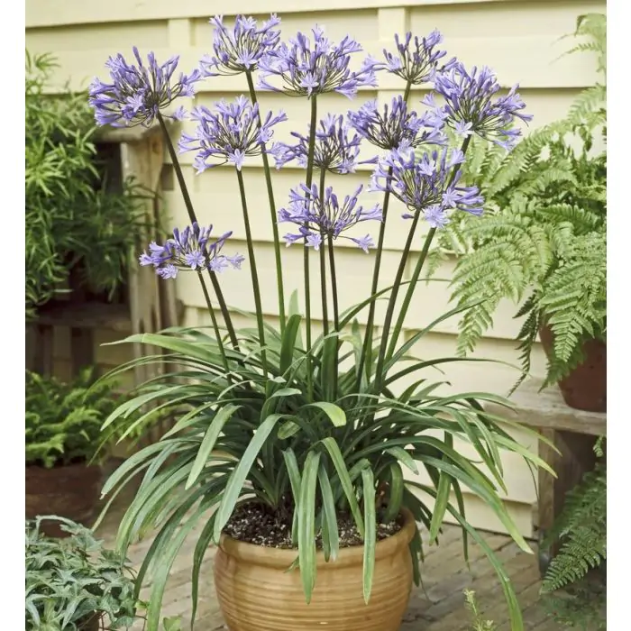 Schmucklilie blau lila | Agapanthus 'Dr Brouwer' kaufen? | Grnes Paradies