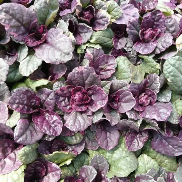 Ajuga reptans 'Burgundy Glow' - Gnsel
