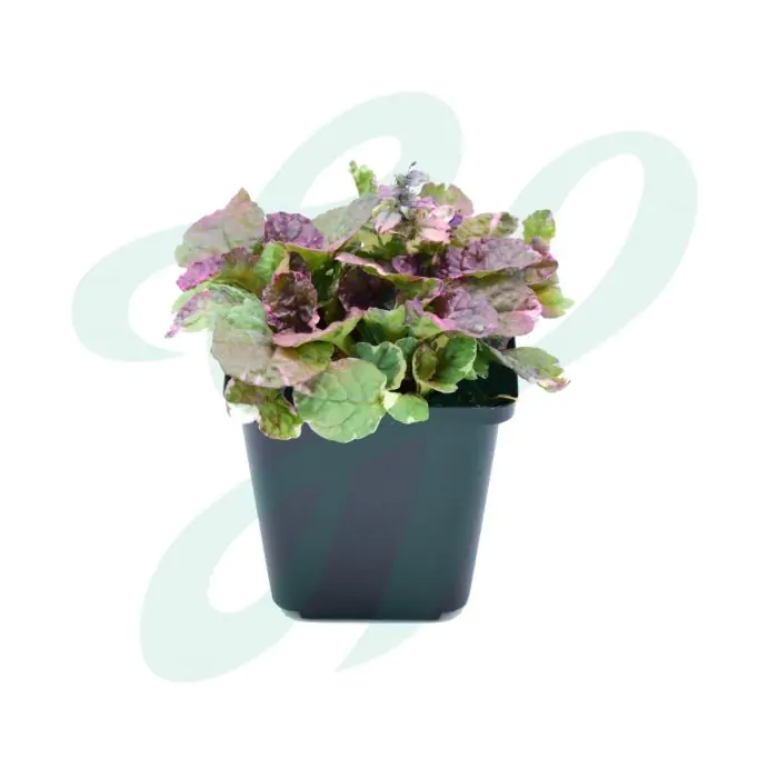 Kriechender Gnsel rot wei | Ajuga 'Burgundy Glow' kaufen? | Grnes  Paradies