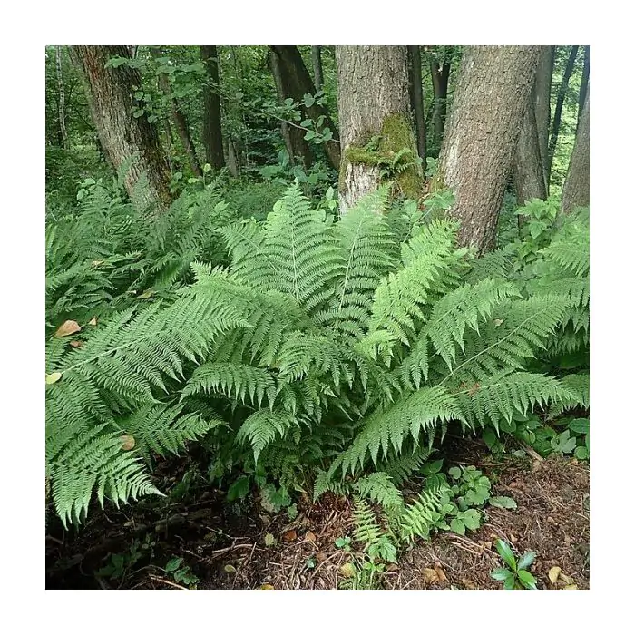 Athyrium filix-femina - Frauenfarn