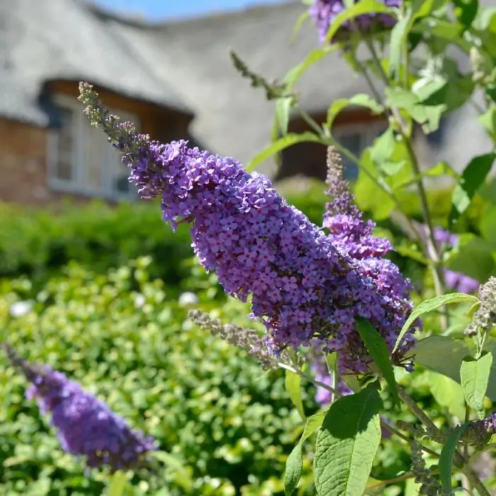 Schmetterlingsflieder blau lila | Buddleja 'Lochinch' kaufen? | Grnes  Paradies
