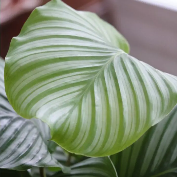 Calathea kaufen | Inklusive Calathea orbifolia Zimmerpflanze | Grnes  Paradies
