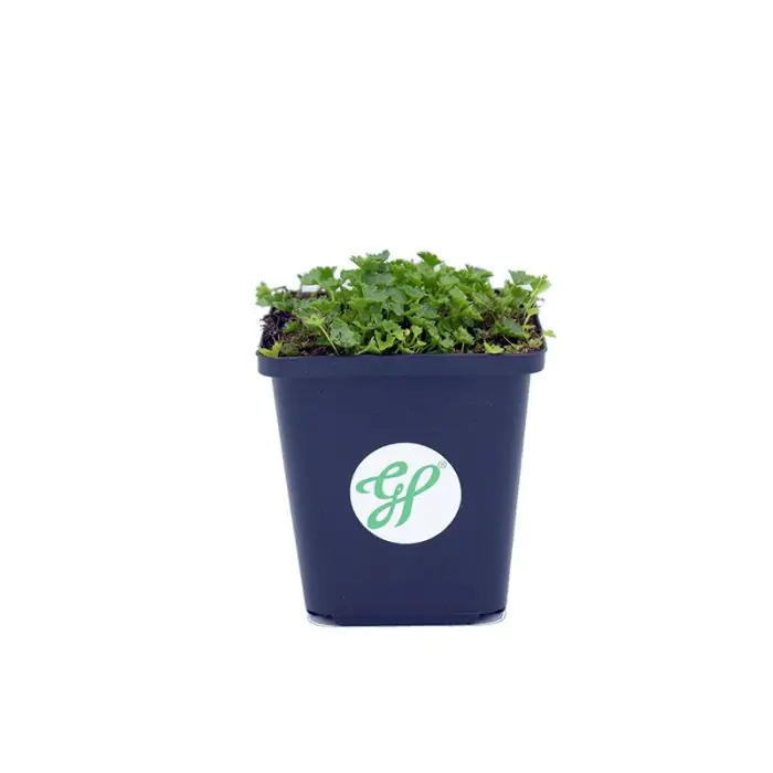 bio saatgut online Bio Anzuchtset Geschenk kaufen ➤ Ideal als Geschenk geeignet main image 1