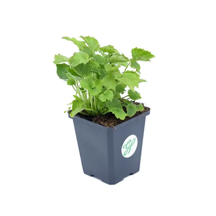 gemse saatgut bestellen Bio-Gartengemse Samen-Set kaufen
