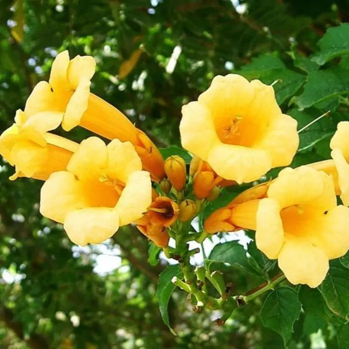 Trompetenblume gelb | Campsis radicans 'Flava' kaufen? | Grnes Paradies