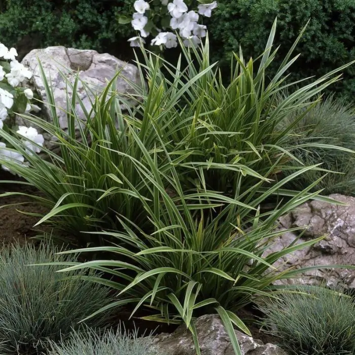 Carex morrowii 'Variegata' - Japan-Segge