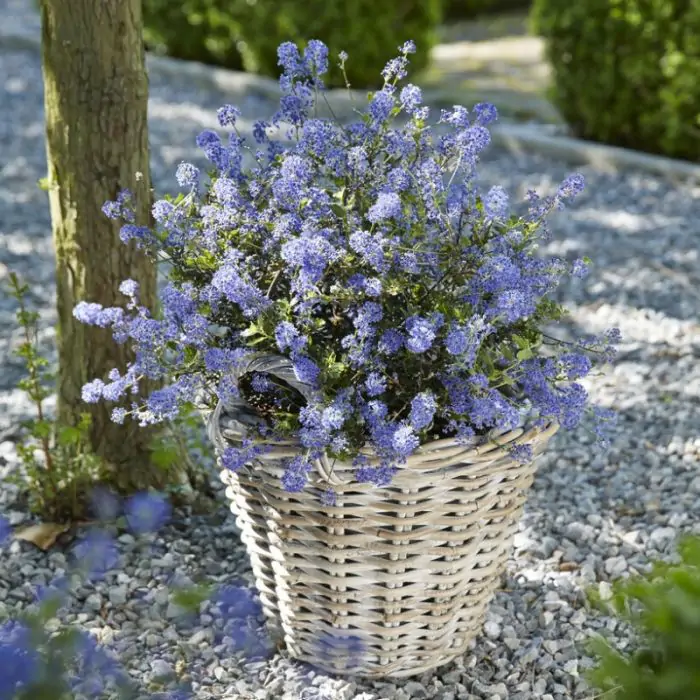 Sckelblume blau | Ceanothus 'Blue Sapphire' kaufen? | Grnes Paradies