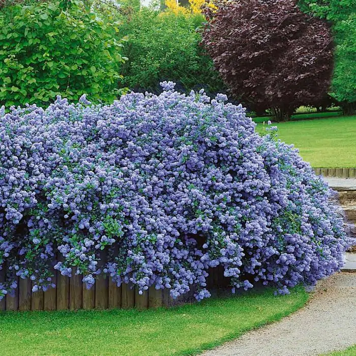 Sckelblume lila | Ceanothus thyrsiflorus 'Repens' kaufen? | Grnes Paradies