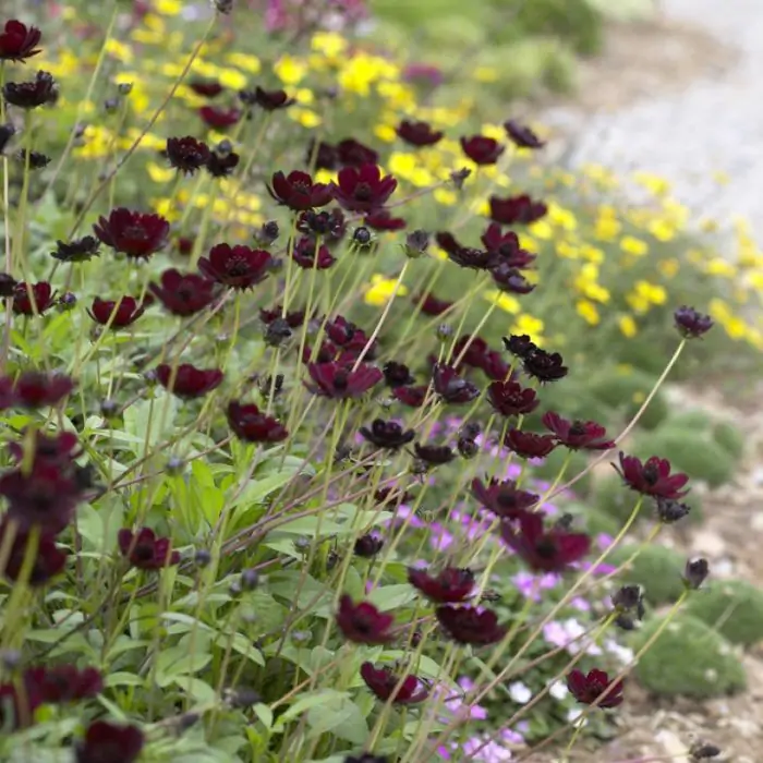 Schokoladenblume rot | Cosmos atrosanguineus kaufen? | Grnes Paradies