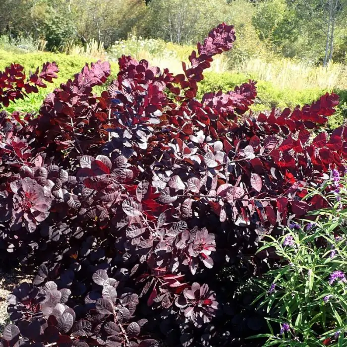 roter ahorn dünger Japanischer Ahorn 'Garnet' - Acer palmatum dissectum garnet main image 0