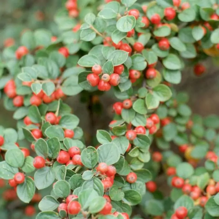 Cotoneaster horizontalis - P9