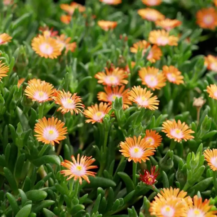 Mittagsblume orange - Delosperma 'Ice Cream Orange' kaufen | Grnes Paradies